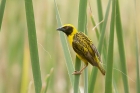 Village Weaver by Mick Dryden