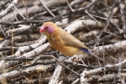 Violet eared Waxbill by Mick Dryden