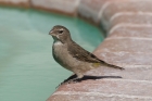 White throated Canary by Mick Dryden White throated Canary by Mick Dryden