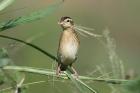 White-winged Widow by Mick Dryden