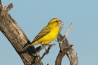 Yellow Canary by Mick Dryden