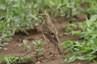 African Pipit by Mick Dryden African Pipit by Mick Dryden