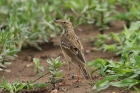 African Pipit by Mick Dryden