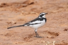 African Pied Wagtail by Mick Dryden
