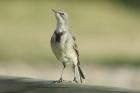 Cape Wagtail by Mick Dryden