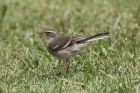 Cape Wagtail by Mick Dryden