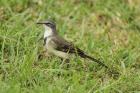Cape Wagtail by Mick Dryden