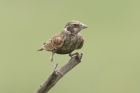 Chestnut backed Sparrow Lark by Mick Dryden