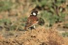 Chestnut-backed Sparrow Lark by Mick Dryden