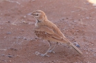 Dune Lark by Mick Dryden