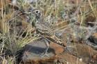 Dusky Lark by Mick Dryden