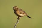 Flappet Lark by Mick Dryden