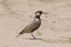 Grey backed Sparrow Lark by Mick Dryden