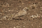 Grey-backed Sparrow-lark by Mick Dryden