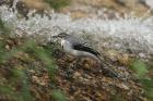 Mountain Wagtail by Mick Dryden
