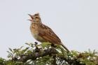 Rufous-naped Lark by Mick Dryden