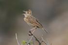 Rufous-naped Lark by Mick Dryden