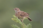 Sabota Lark by Mick Dryden