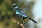 Burchell's Starling by Mick Dryden