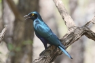 Greater Blue eared Starling by Mick Dryden