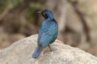 Glossy Starling by Mick Dryden