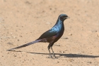 Meves Starling by Mick Dryden