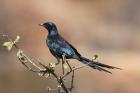 Meves's Starling by Mick Dryden