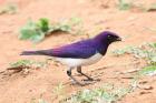 Violet-backed Starling by Mick Dryden