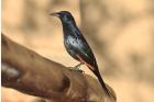 Red-winged Starling by Mick Dryden