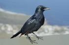 Red-winged Starling by Mick Dryden