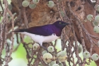 Violet backed Starling by Mick Dryden