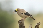 Wattled Starling by Mick Dryden