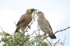 Wattled Starling by Mick Dryden