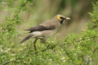 Wattled Starling by Mick Dryden