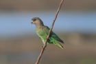 Brown headed Parrot by Mick Dryden