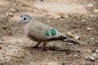 Green Spotted Dove by Mick Dryden