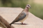Laughing Dove by Mick Dryden
