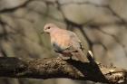 Laughing Dove by Mick Dryden Laughing Dove by Mick Dryden