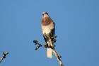Laughing Dove by Mick Dryden Laughing Dove by Mick Dryden