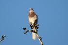 Laughing Dove by Mick Dryden