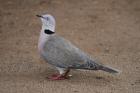 Mourning Dove by Mick Dryden