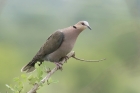 Red eyed Dove by Mick Dryden