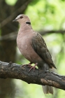 Red eyed Dove by Mick Dryden Red eyed Dove by Mick Dryden