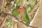 Rosy faced Lovebird by Mick Dryden