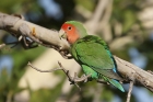 Rosy faced Lovebird by Mick Dryden