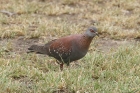 Speckled Pigeon by Mick Dryden