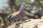 Speckled Pigeon by Mick Dryden