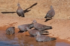 Speckled Pigeon by Mick Dryden