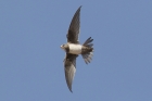 Alpine Swift by Mick Dryden