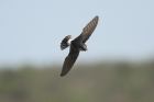 Little Swift by Mick Dryden